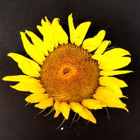 Sunflower Photography by Leah Walthery